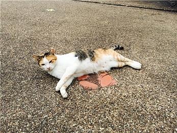 育碧商城“科隆游戏展促销”即刻开启  多款游戏喜迎全新折扣